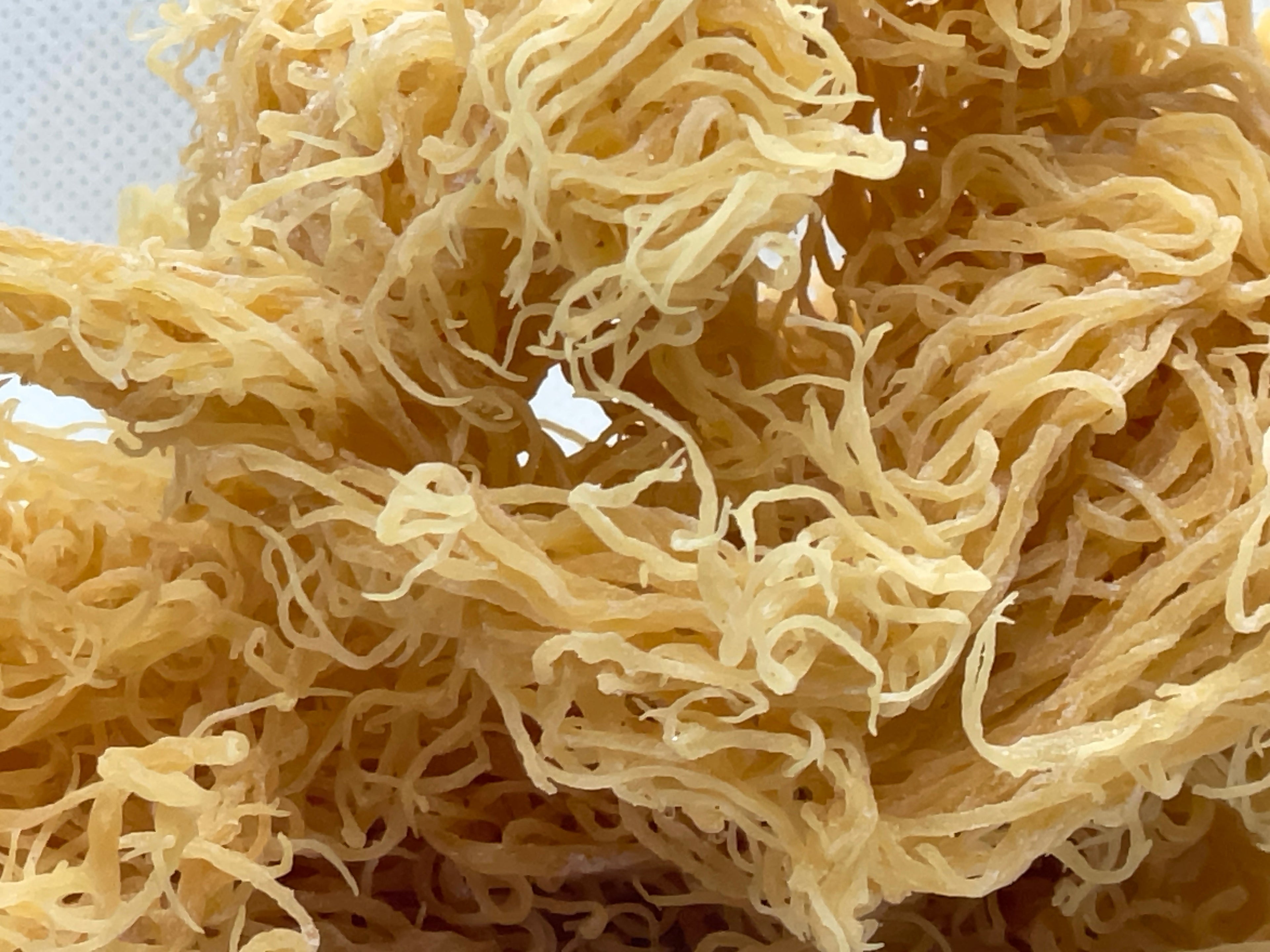 Gold Seamoss - Wholesale