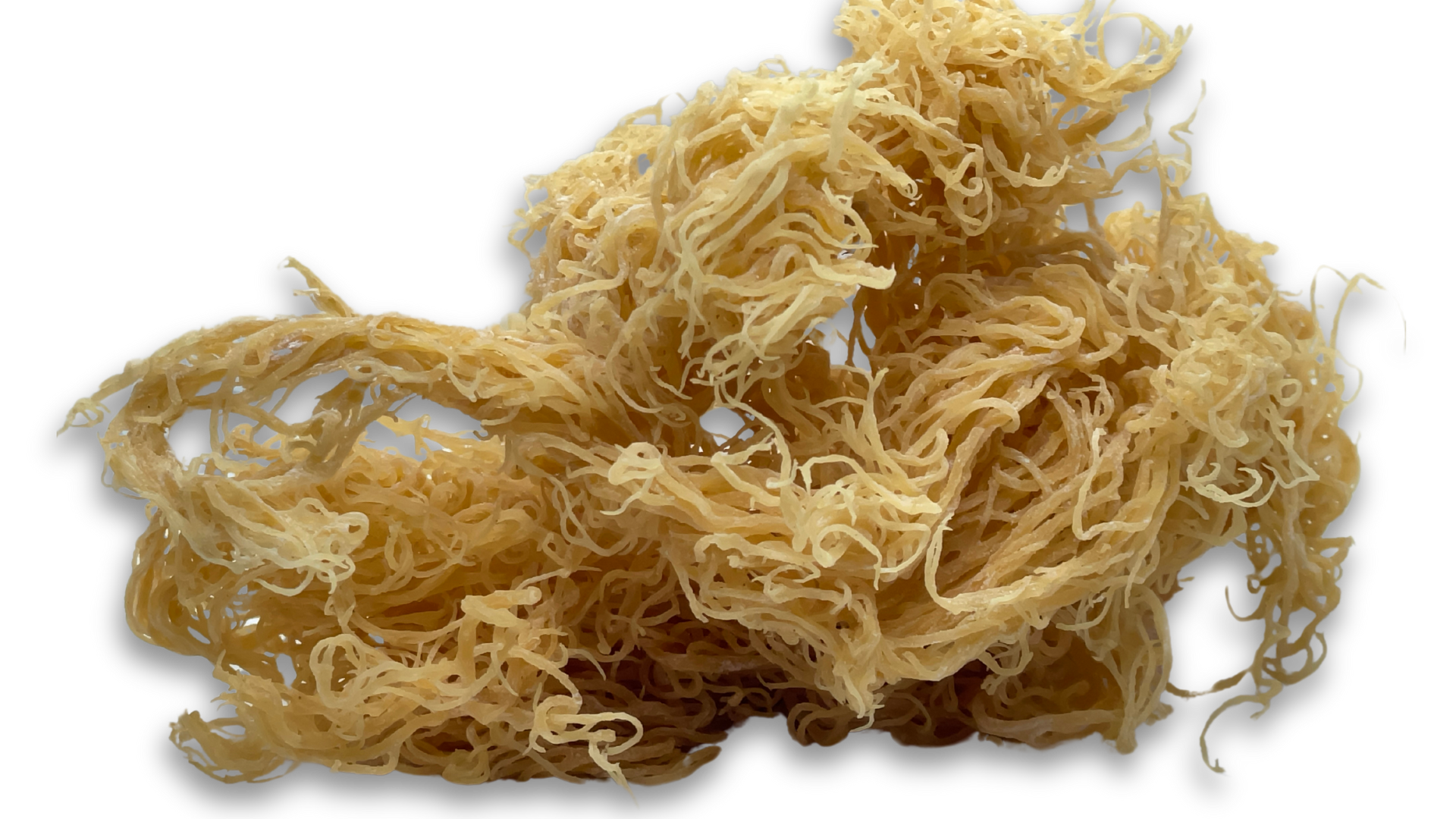 Gold Seamoss - Wholesale