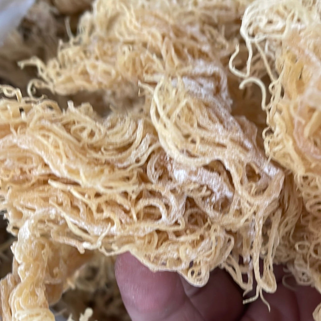 Gold Seamoss - Wholesale